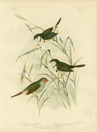 Fringuello di Bicheno, 1891 da Gracius Broinowski